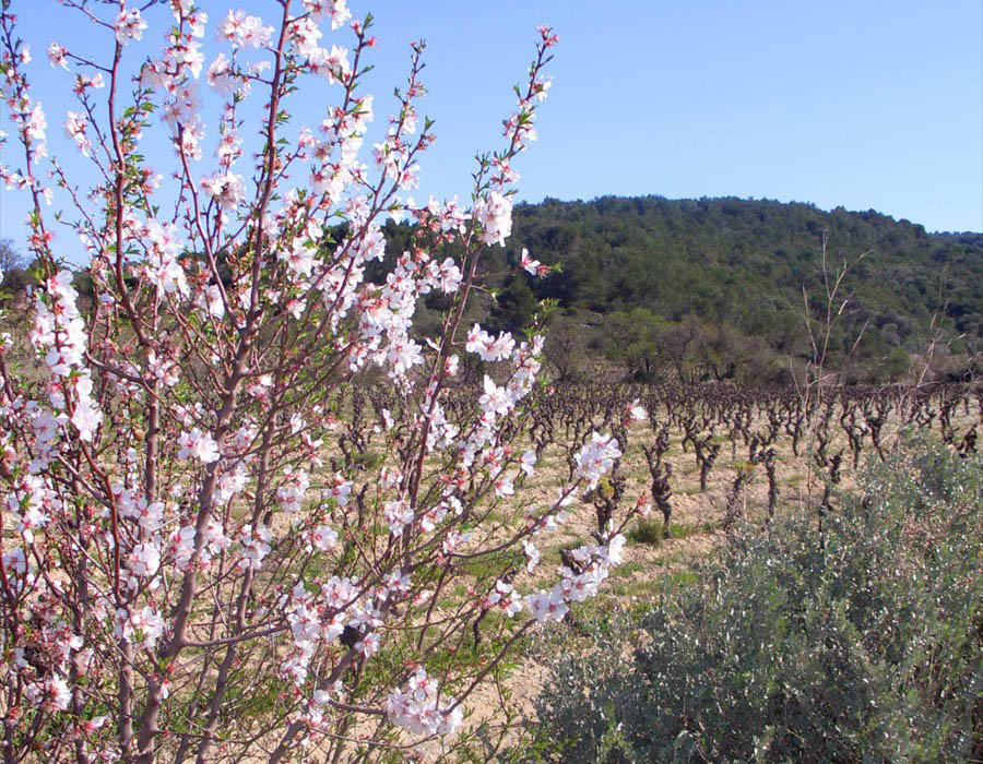 Mandelblüte im Februar